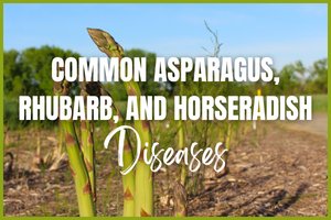 Common Home Garden Asparagus, Rhubarb, and Horseradish Diseases